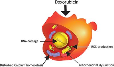 Human Pluripotent Stem Cell-Derived Cardiomyocytes for Assessment of Anticancer Drug-Induced Cardiotoxicity